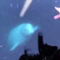 iPhone que caiu ao mar devolvido por baleia. Veja o vídeo