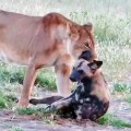 Cão selvagem finge-se de morto e escapa de leoa