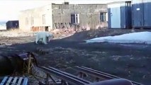 Urso polar encontrado exausto a 700 km de casa na Rússia