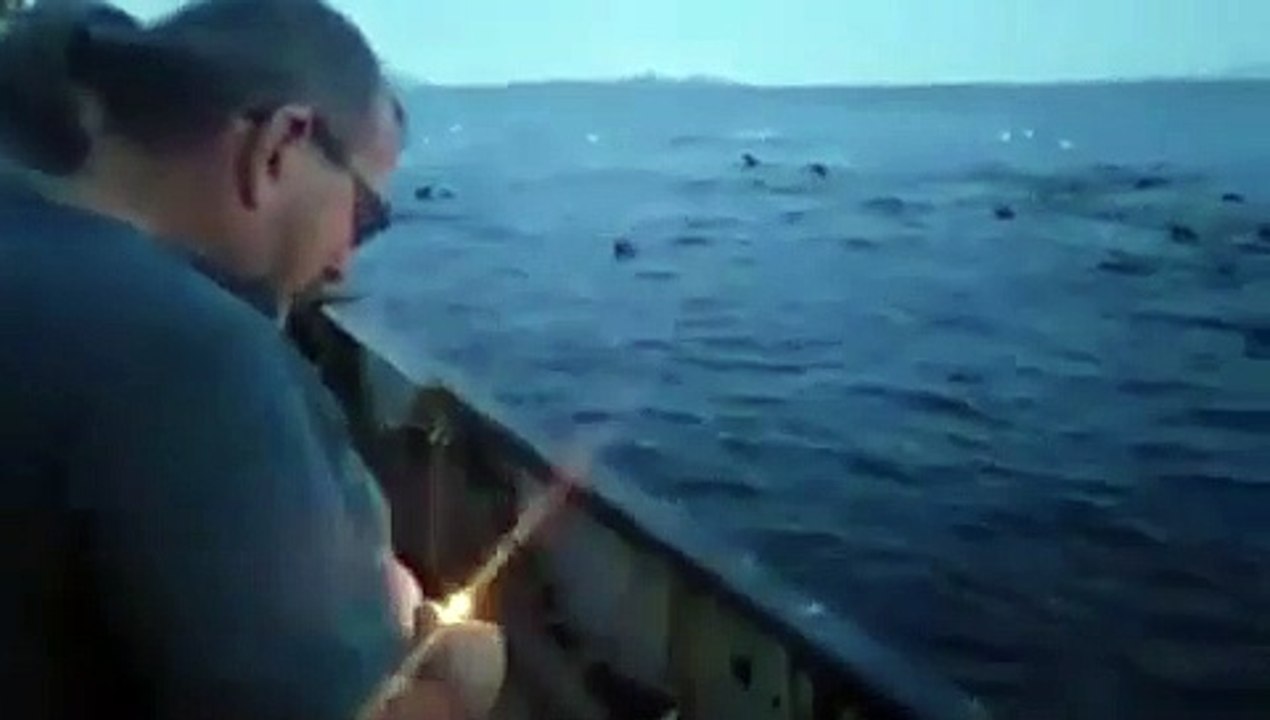 leões marinhos, explosivo
