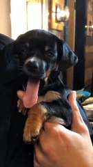 Kylie Jenner apresenta novo membro da família