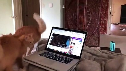 Gatos ouvem outro gato a miar com autotune e têm reação hilariante