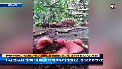 Una Reserva en Corpus Christi cultiva verduras y hortalizas libre de agrotóxicos