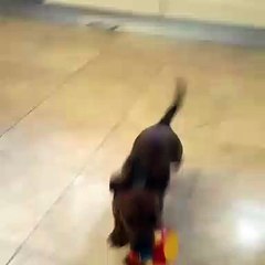 Marido de Goucha mostra as "diabruras" da pequena Bolota