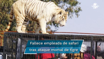 Joven muere tras ser atacada por un tigre en un safari