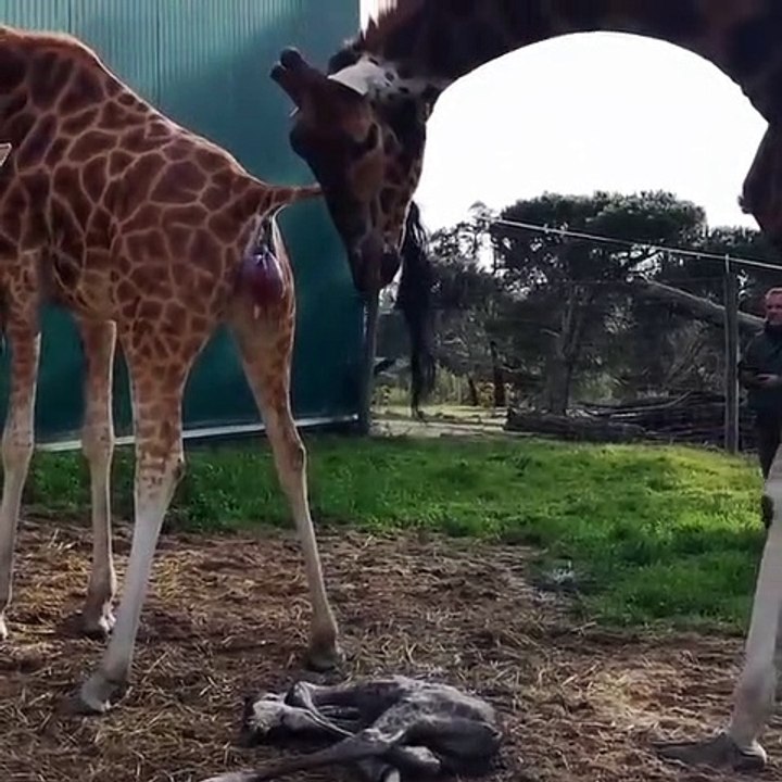 Nascimento de girafa