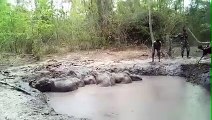 Elefantes bebés resgatados de buraco de lama na Tailândia