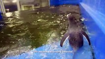 Género da cria do casal de pinguins do mesmo sexo de Sidney revelado