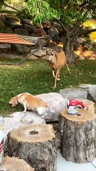 Perturbed Deer Hooves at Doggy