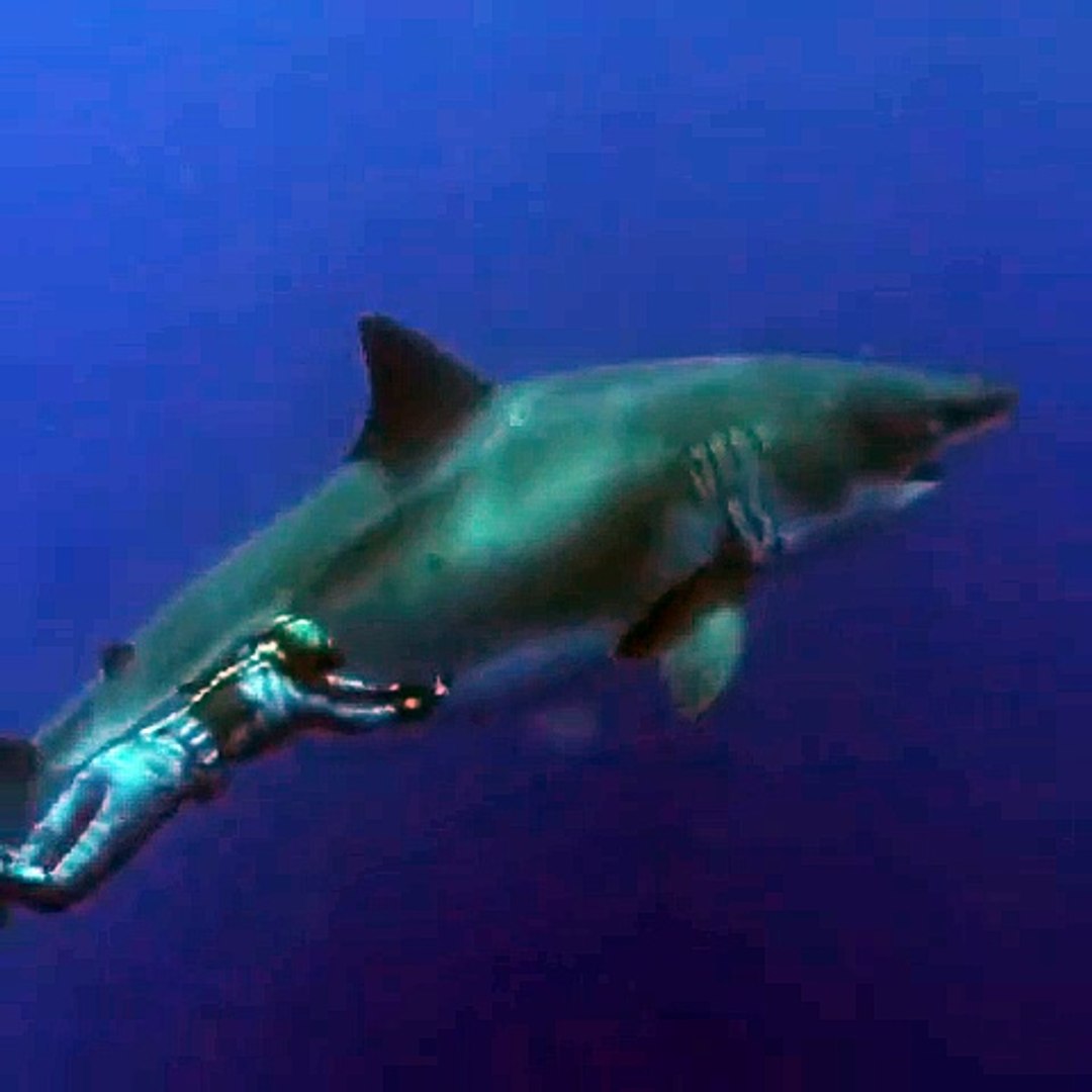 Tubarão branco Deep Blue avistado no Hawai - Vídeo Dailymotion