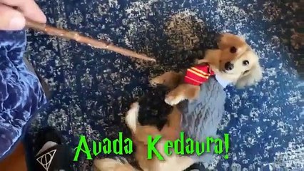 Dona ensina cão truques com feitiços de Harry Potter