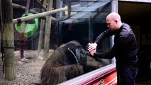 Mágico presta tributo a orangotango que brilhou num dos seus truques