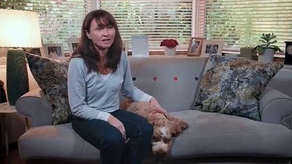 O seu cão tem medo de fogos de artifício? Esta casota da Ford é a solução