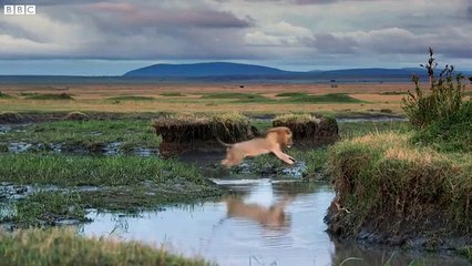 O Rei Leao da vida real. Animal salva amigo de 20 hienas