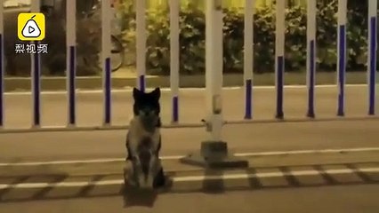 Cão espera quase três meses na estrada em que a dona morreu na China