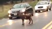 Cabra passeia no meio da estrada e cria confusão no trânsito nos EUA