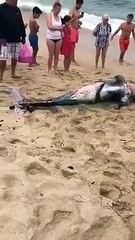 Baleia bebé dá à costa em Espinho