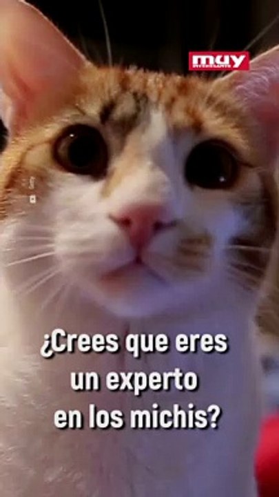 Esto es lo que debes saber sobre los Michis.
