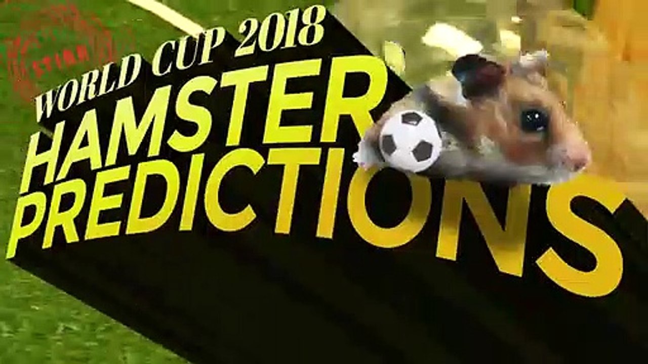 Hamster do Irão-Portugal