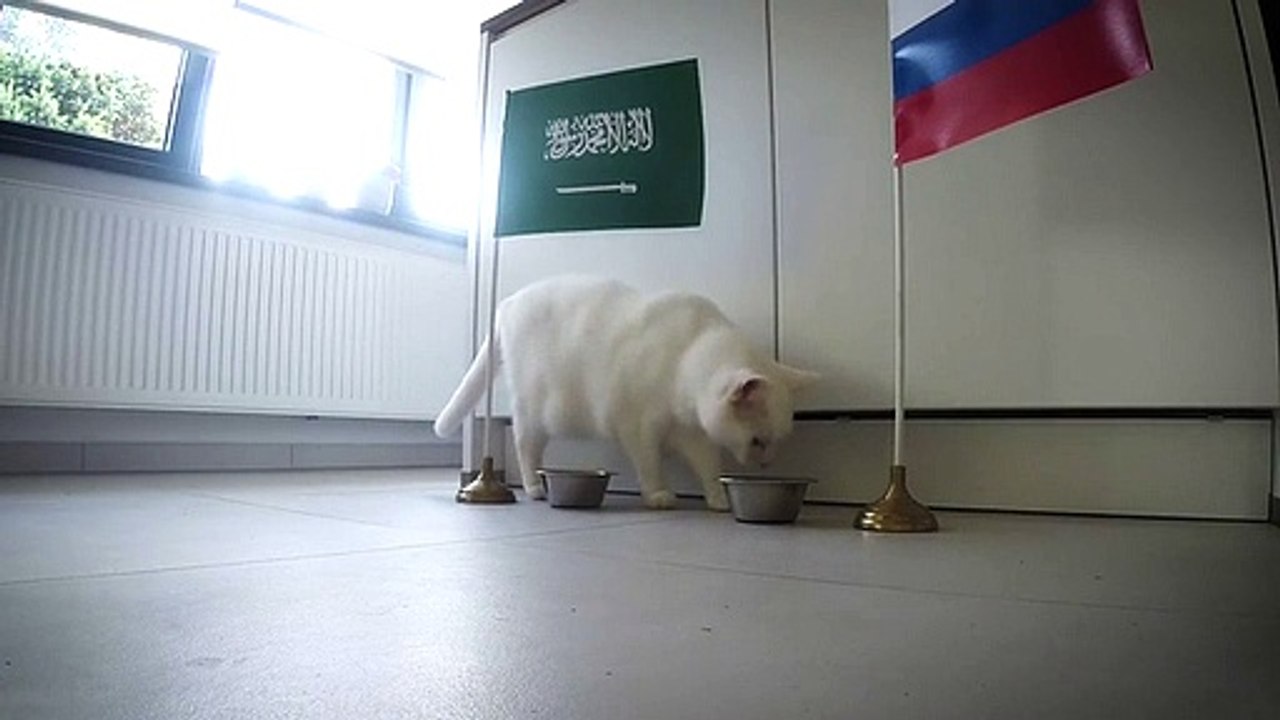 gato adivinho