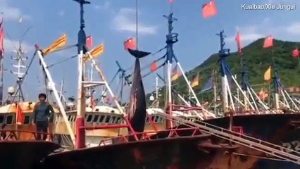 Pescadores apanham baleia bebé com duas toneladas na China