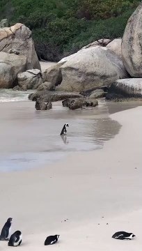Gosta de passeios românticos à beira-mar? E de pinguins? Vai gostar disto