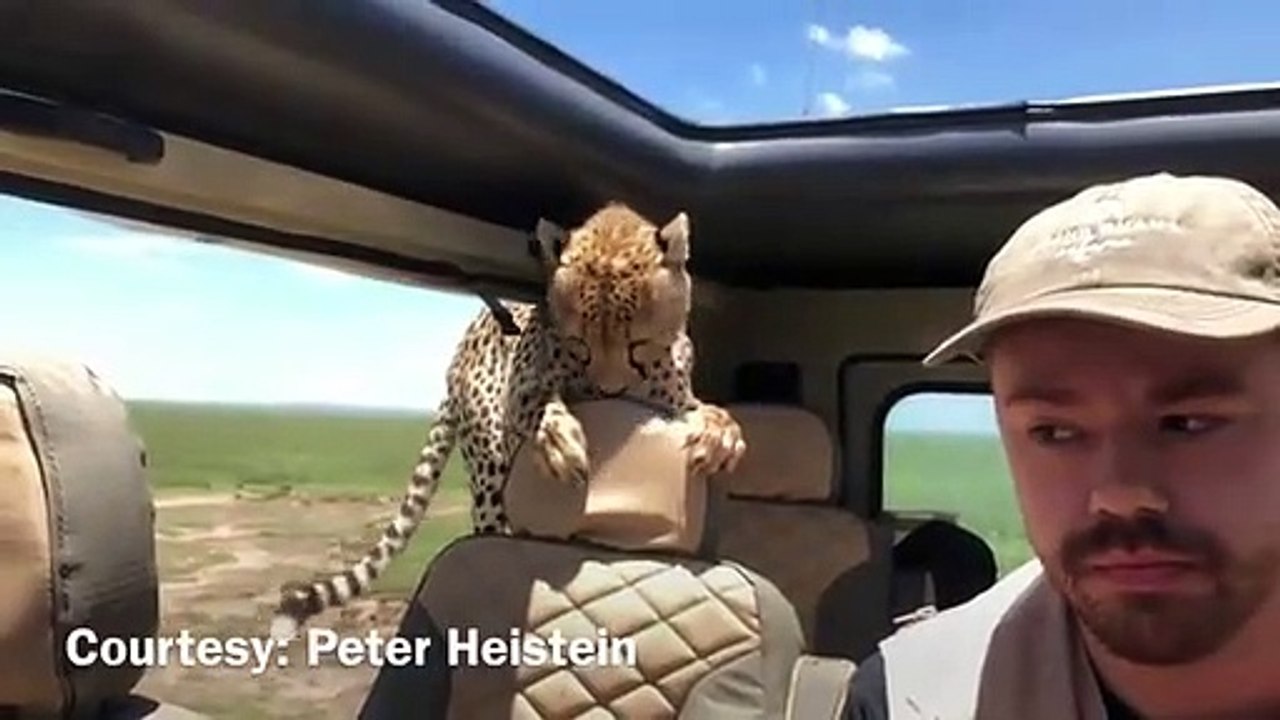 Chita curiosa decidiu juntar-se a um safari