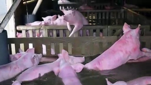 Pelo menos mil porcos morreram afogados depois de rio invadir quinta