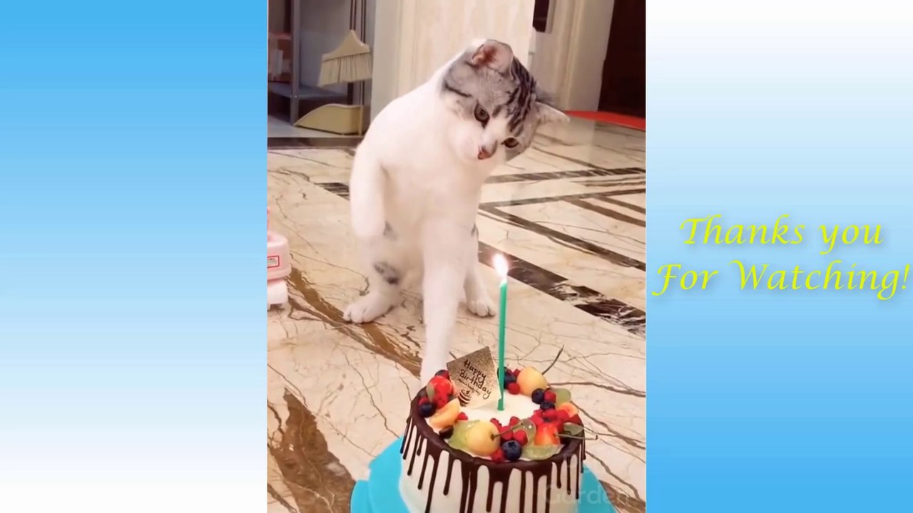 Cute Pets And Funny Animals Compilation  Garden_1080p