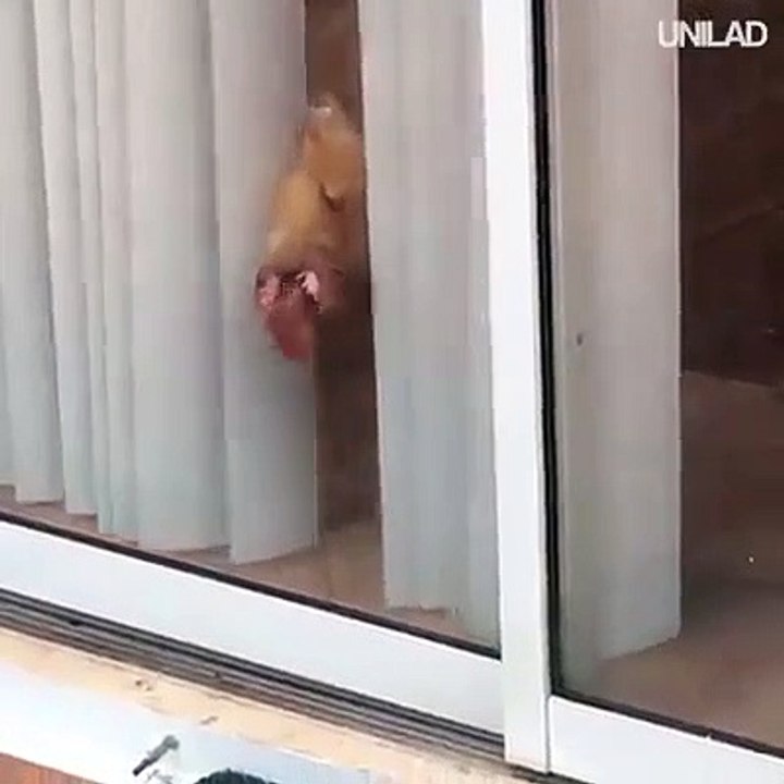 Cão a tentar comer vidro