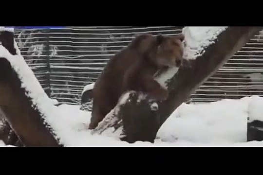 Após 20 anos numa jaula, urso brinca pela primeira vez na neve