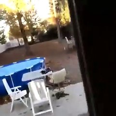 Husky ‘apanhado’ a saltar, secretamente, em trampolim