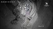 Conheça as crias de Tigre-da-Sibéria nascidas no Jardim Zoológico