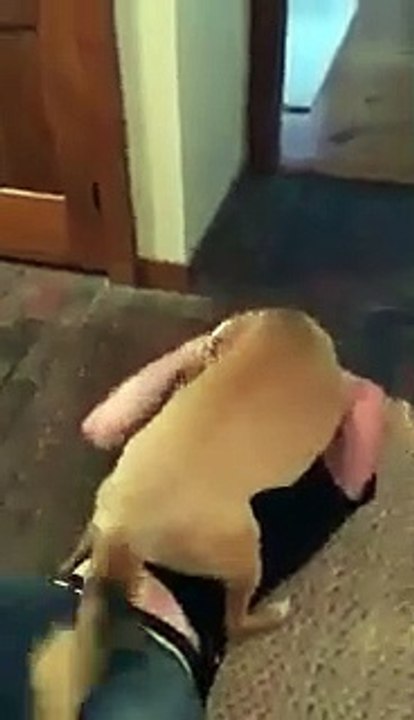 Chris Evans partilha reencontro com o seu cão