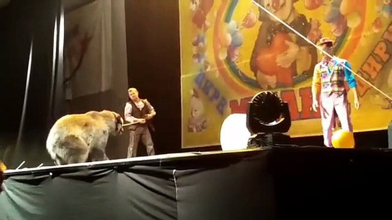 Urso ataca tratador em performance no circo