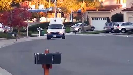 Kodi, a cadela que não resiste a um bom gelado