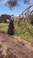 Vídeo de freira a cortar árvore com serra-elétrica torna-se viral