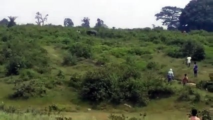 Homem morre esmagado por elefante após tentar tirar selfie