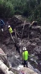 Flórida: Quando um cano é entupido por um jacaré