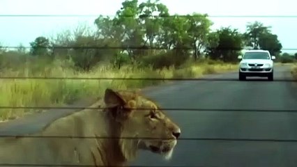 Quando um pneu assusta um leão