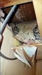 Jibóia de dois metros no sótão