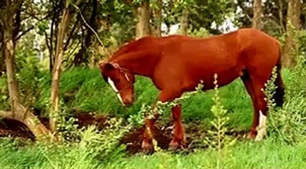 Ivan Cavaleiro marca golaço para Nuno ver