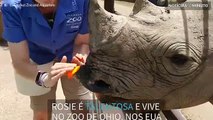 Rinoceronte pinta quadros para salvar a sua espécie