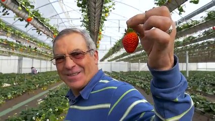 Campónio: a arte de ensinar como se faz numa startup sem igual