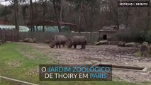 Caçadores entram no zoo de Paris, disparam contra rinoceronte, e roubam seu chifre