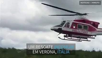 Vaca presa em ravina é resgatada por helicóptero em Itália