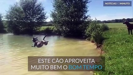 Cão faz mergulho majestoso para um lago!