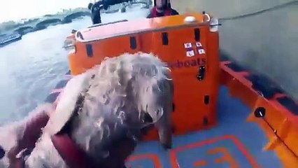 Salta para rio para salvar cão e acaba por ter que ser resgatado