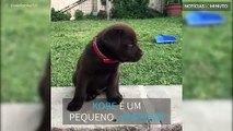 Cachorro cai da forma mais adorável de sempre!