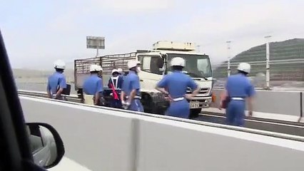 Autoestrada cortada após fuga de porcos de camião de transporte
